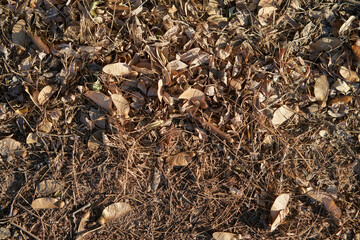 filed soil with leaves ans twigs and brown autumn earth