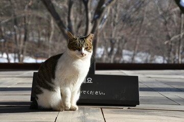 나 어때요  모델 고양이