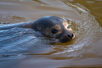 Obraz premium harbor seal