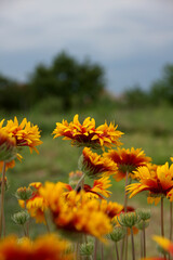 Beautiful flowers with red-yellow funnel-shaped petals. Perennial plant - Gaillardia. Summer flowers. Rural landscape.