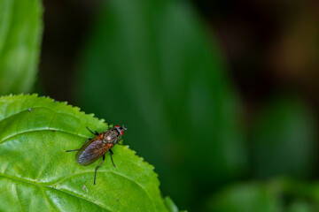 A Flesh fly sitting on a green leaf.