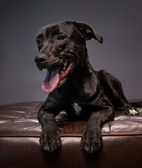 Fototapeta premium studio shot of a cute dog on an isolated background 