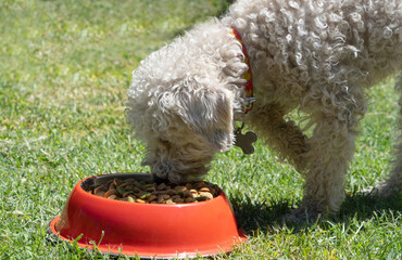 poodle dog eating from a pet food dish in the park while raising his paw. pet concept. pet food...