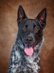 studio shot of a cute dog on an isolated background
