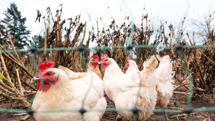 hen and chickens outside at farm