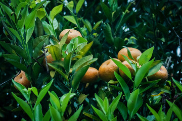 Colecci&oacute;n de fotograf&iacute;as de flores en Yunguilla, Azuay - Ecuador