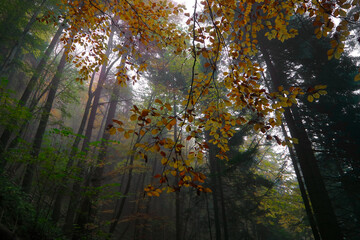 Mglisty kolorowy las późną jesienią w Pieninach. - obrazy, fototapety, plakaty