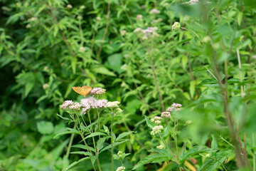 The silver-washed fritillary (Argynnis paphia) is a common and variable butterfly perching on a  valerian blossom