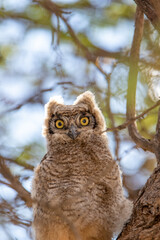 Spotted Eagle Owl chick