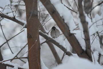 bird in the snow
