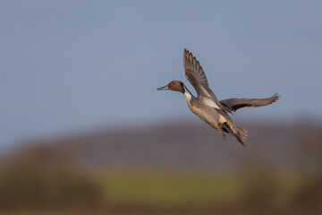 Northern Pintail in Flight - Winter Migration