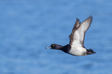 Goldeneye in Flight Ducks Migration