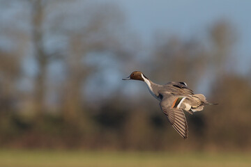 Northern Pintail in Flight - Winter Migration Slimbridge Gloustershire UK
