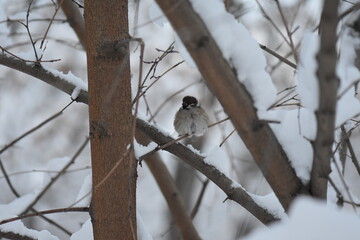 bird in the snow