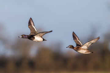 Goldeneye in Flight Ducks Migration