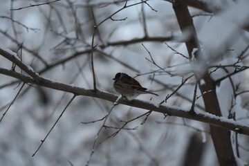 robin on snow