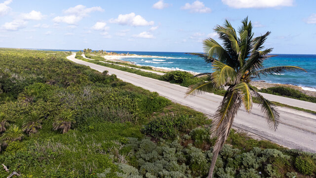 Palm tree stands tall over Cozumel jungle on the south side of the tropical island. An empty road runs parallel to the vibrant turquoise blue Caribbean sea. Aerial view captured by drone.