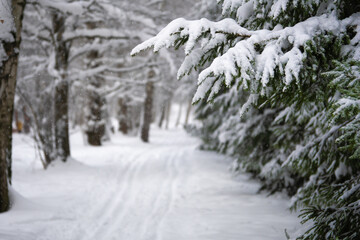 Winter landscape with fir branch covered with snow and ski truck on the blurred background