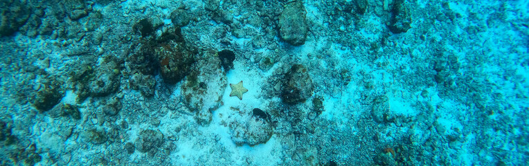 A starfish lays on the ocean floor  near a coral reef in the Caribbean sea off the shore of Cozumel, Mexico