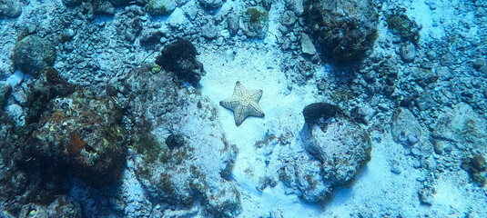 A starfish lays on the ocean floor  near a coral reef in the Caribbean sea off the shore of Cozumel, Mexico