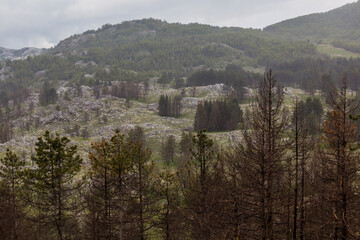 Fototapeta na wymiar Landscape of Lovcen national park, Montenegro