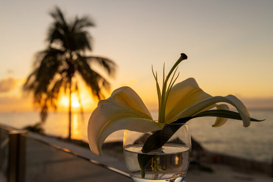 Beautiful lily flower with long stamen in small vase with tropical island view during sunset with a palm tree in the background