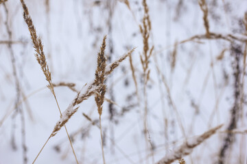 Dry plant, grass on the white snow. Abstract natural winter background with copy space. Wintertime. Selective focus.