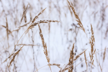 Dry plant, grass on the white snow. Abstract natural winter background with copy space. Wintertime. Selective focus.