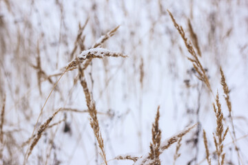 Dry plant, grass on the white snow. Abstract natural winter background with copy space. Wintertime. Selective focus.