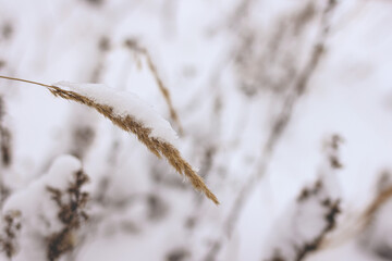 Dry plant, grass on the white snow. Abstract natural winter background with copy space. Wintertime. Selective focus.