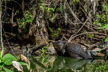 American Alligator basking in the sun in the Fakahatchee Strand State Preserve.