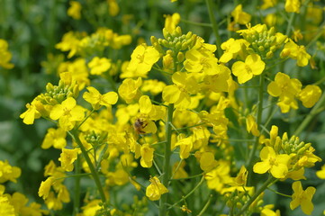 Obraz premium まるで黄色い絨毯のような菜の花畑