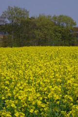Fototapeta premium まるで黄色い絨毯のような菜の花畑
