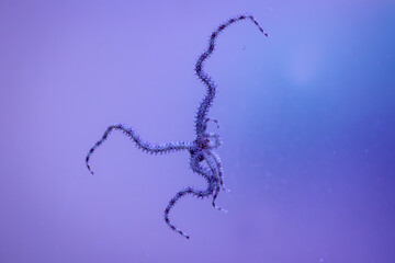Ein Schlangenseestern mit seinen sech Tentakeln an der Scheibe eines Meerwasseraquariums.
