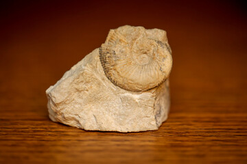 Ein einem Stück Stein eingeschlossene Überreste eines versteinerten Fossils aus einer längst vergangenen Zeit. - obrazy, fototapety, plakaty