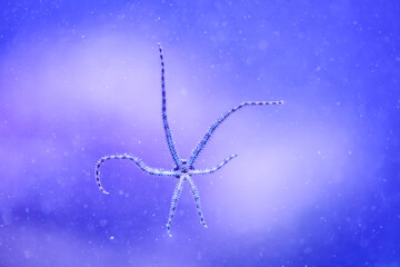 Ein Schlangenseestern mit seinen sech Tentakeln an der Scheibe eines Meerwasseraquariums.
