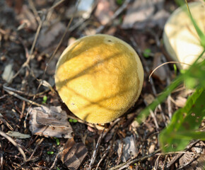 Ein kugelförmiger Pilz, Bovist im Wald.