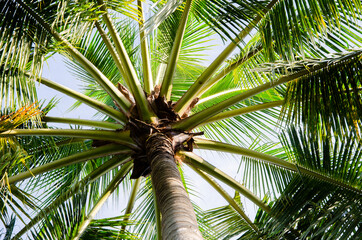 Coconot tree background bottom up view in the garden