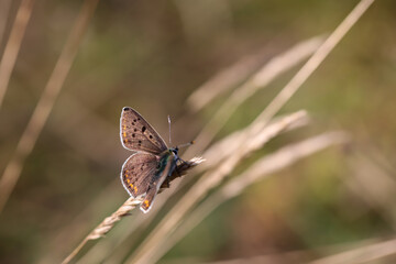 Portrait eines Feuerfalters auf einer Pflanze. Wunderschöne Schmetterlinge Deutschlands.
