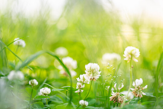 Flowering clover in meadow, spring grass and clover flower in sunlight in spring. Clover flower in bloom