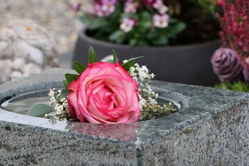 Blumenschmuck auf einem Familiengrab, österreichischer Friedhof, Friedhofsschmuck zu Allerheiligen, eine Rose an einer Gedenkstätte