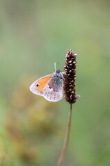 Ein kleines Wiesenvögelchen, ein Schmetterling auf einer Graspflanze.