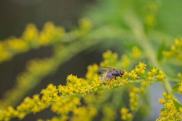 Eine Fliege oder fliegenartiges Insekt auf einer Pflanze.
