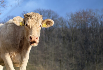 White cow with an astonished face lit by morning sun, copy space.