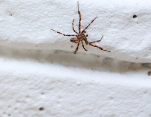 Eine Spaltenkreuzspinne klettert an einer Mauer hoch.
