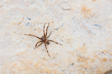 Eine Spaltenkreuzspinne klettert an einer Mauer hoch.
