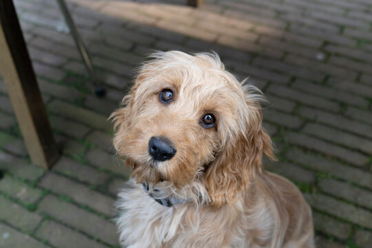 Blonde cockapoo puppy sitting on a pavement looking up