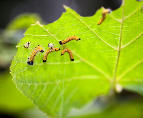 Einige gelbe Raupen an der Unterseite eines Blattes.
