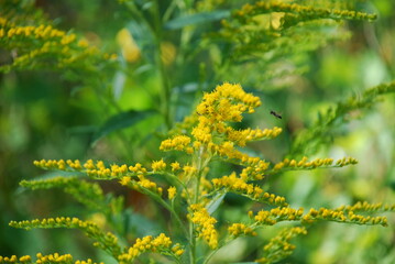Fototapeta na wymiar Goldenrod canadensis yellow flower. The plant blooms with small bright yellow flowers against a background of other greenery. Insects crawl over the flowers in search of sweet nectar.