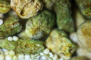 Nahaufnahme vieler Fluss Flohkrebse im Bodengrund eines Aquarium.